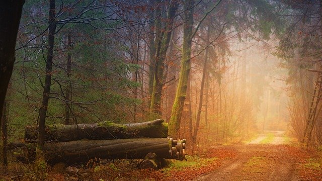 holz im wald